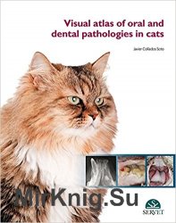 Visual atlas of oral and dental pathologies in cats