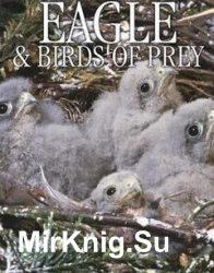 Eagles & Birds of Prey